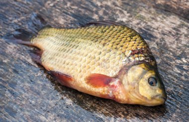 Çiğ tatlı su balık sazan ahşap oyun tahtası
