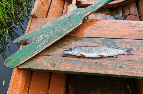 Pris brochet se trouve dans un bateau de pêche — Photo