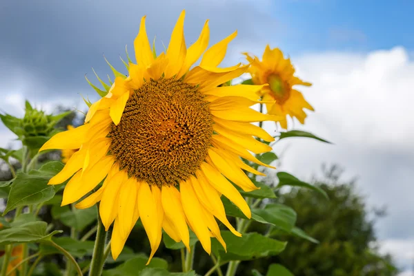 Girassol amarelo no campo contra fundo céu azul — Fotografia de Stock