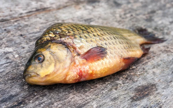 Raw freshwater fish carp on a wooden board — Stock Photo, Image