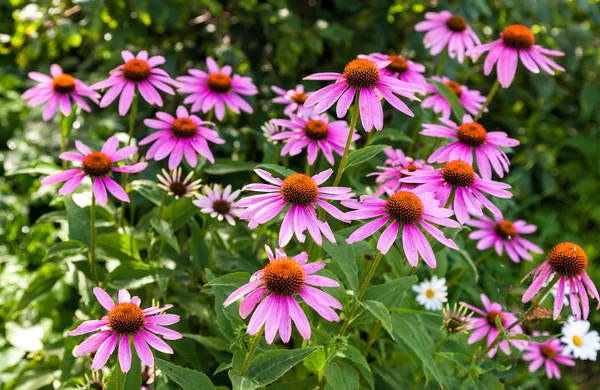 녹색의 자연 바탕에 핑크 에키네시아 꽃 가까이 — 스톡 사진
