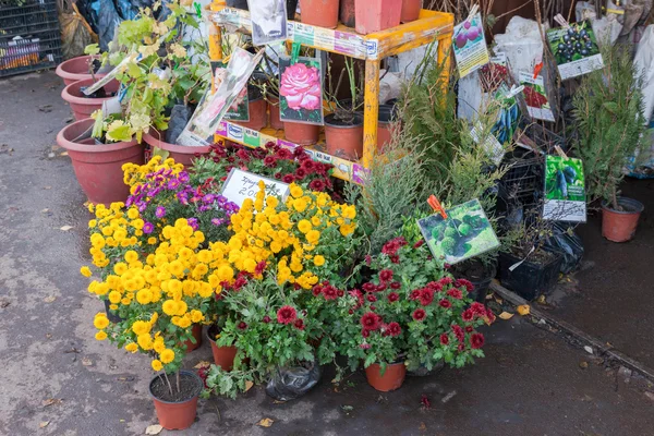 Geleneksel Çiftçi Market fidan satışı — Stok fotoğraf