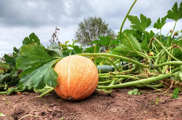 Orange pumpkin growing on the vegetable patch — Stock Photo, Image