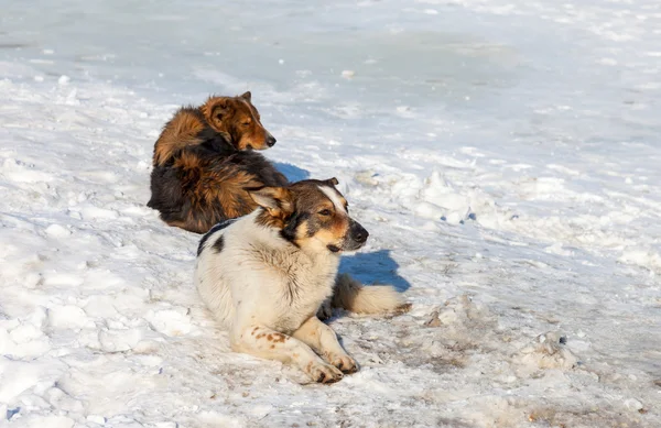 Herrelösa hundar vilar i snön i vinterdag — Stockfoto
