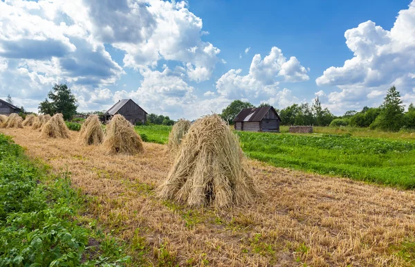 Feixes de trigo empilhados em pilhas no campo em um dia ensolarado — Fotografia de Stock