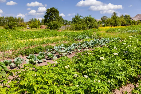 Grönsaker som växer i trädgården i sommardag — Stockfoto