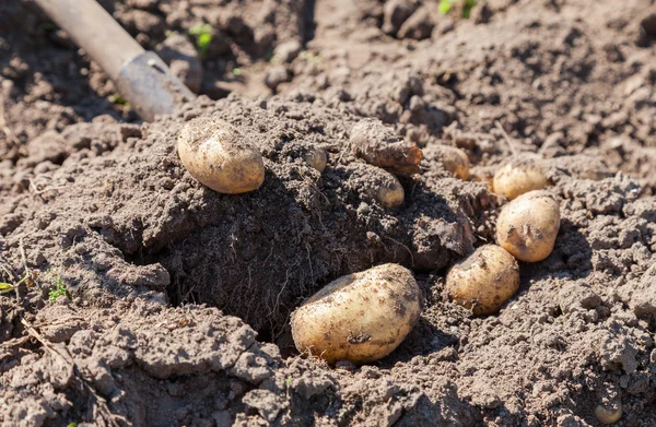 Graven van verse thuis geteelde aardappelen close-up — Stockfoto