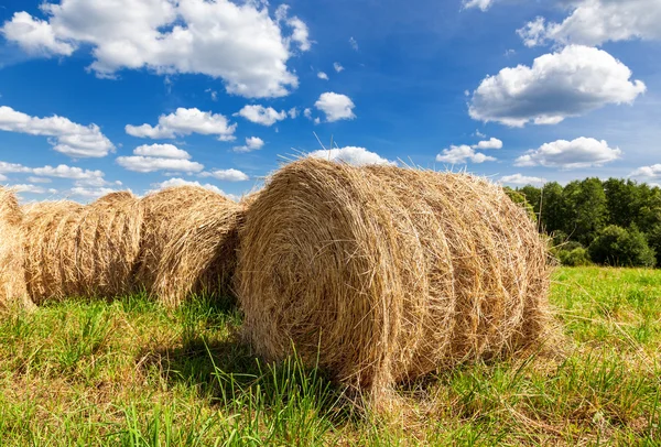 Hö på fältet under blå himmel i sommardag — Stockfoto