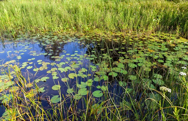 Pequeño estanque con nenúfares y un día soleado de verano cubierto de hierba —  Fotos de Stock