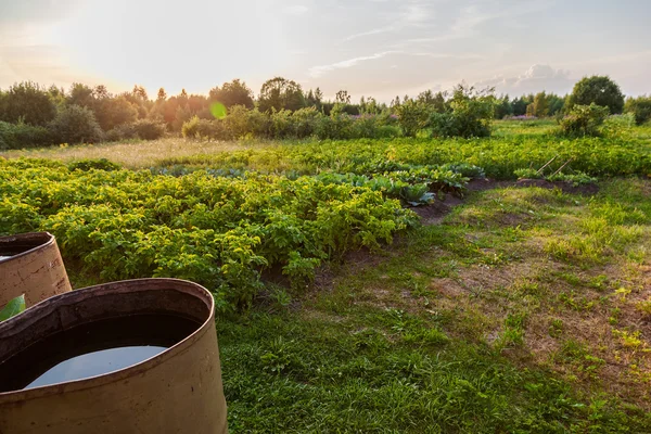 Plantación de patatas con barriles viejos y luz del atardecer —  Fotos de Stock