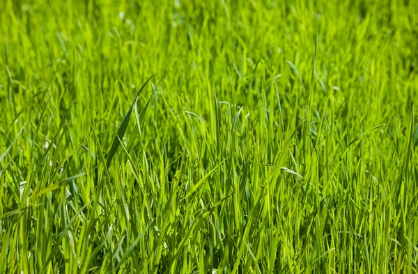 Grönt gräs som bakgrund — Stockfoto