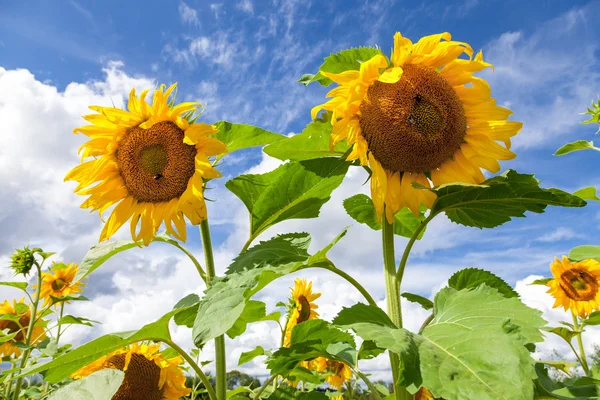 Girasoles amarillos en el campo contra el fondo azul del cielo — Foto de Stock