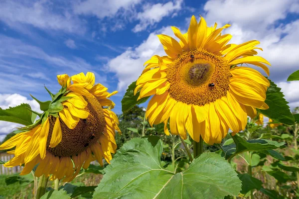 Gul solrosor i fältet mot blå himmel bakgrund — Stockfoto