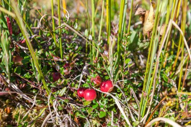 Bataklıkta yetişen yabanmersinleri, sonbahar hasadı
