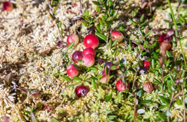 Bataklıkta yetişen yabanmersinleri, sonbahar hasadı