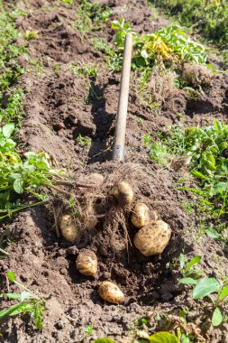 Organik olarak yetişen yeni patateslerin ilk hasadı.