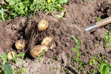 Kazma kürek toprak alandan üzerinde ile patates. Patates ha