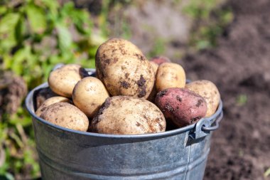 Patates hasat Bahçe closeup yeni bir kova