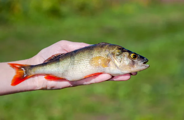 Female hand holding fresh perch against blurred background — Stock Photo, Image