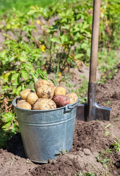 首次收获有机种植的新马铃薯 — 图库照片