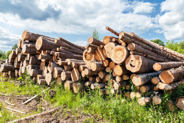Stack of cut timber logs in summer sunny day