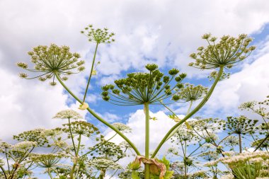 İnek yabani havuç veya gökyüzü adam karşı toksik hogweed çiçekleri