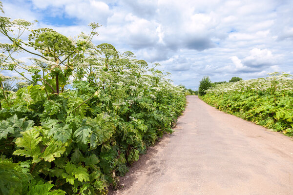 Cow parsnip or the toxic hogweed in summer sunny day