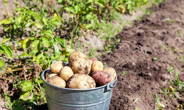 Un secchio di patate nuova raccolta in giardino primo piano — Foto Stock