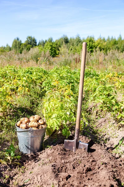První sklizně organicky pěstované brambory ve slunečný den — Stock fotografie