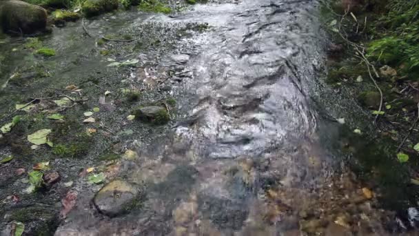 Arroyo de montaña en un bosque verde en verano — Vídeos de Stock