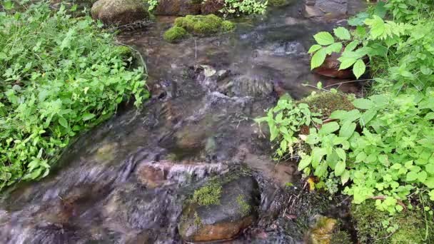 Ruisseau de montagne dans une forêt verte en été 