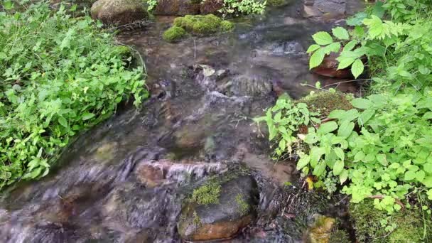 Arroyo de montaña en un bosque verde en verano — Vídeos de Stock