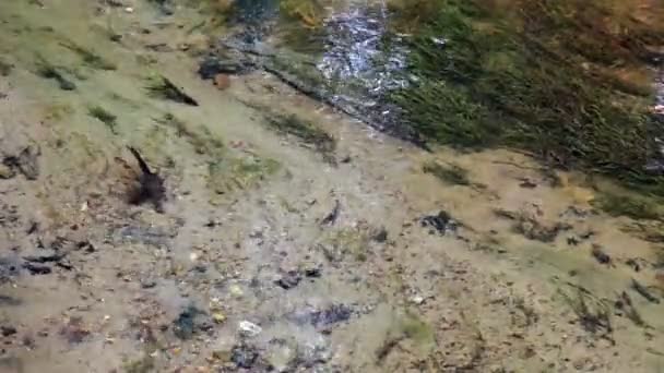 Mountain stream in the forest. River flows over rock with green grass — Stock Video