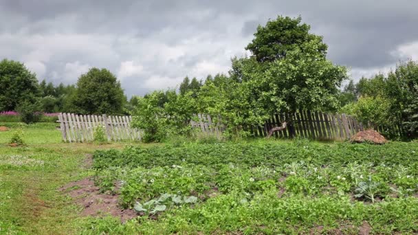 Sommaren landsbygdens landskap en mulen dag — Stockvideo