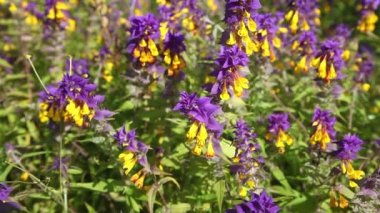 Yeşil yaz çayırında (Melampyrum nemorosum) odun inek buğday çiçekleri