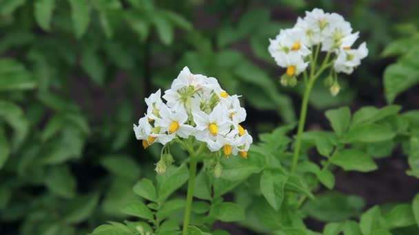 ジャガイモ植物のクローズ アップの白い花 — ストック動画