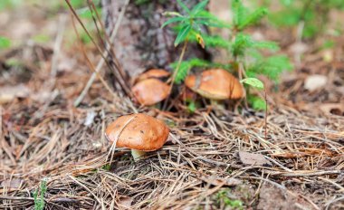 Ormanda yenilebilir mantarlar