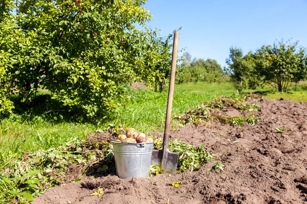 První sklizně organicky pěstované brambory ve slunečný den — Stock fotografie