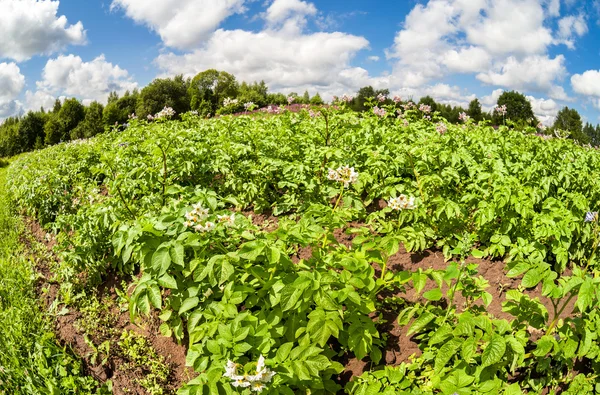 Fisheye view on the potatoes plantation in summertime — Stock Photo, Image