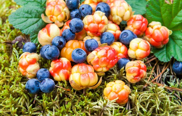 Wild berries on the moss closeup. Fresh wild fruit — Stock Photo, Image