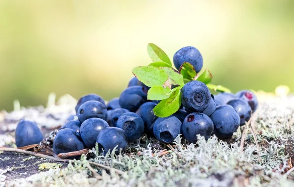 Rijp blauwe bosbes in de zomer close-up — Stockfoto