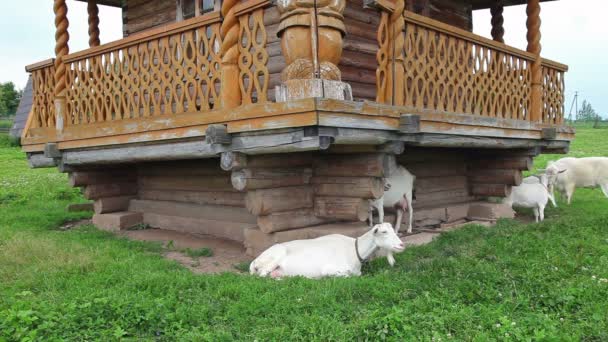 White domestic goats grazing on grass in the village near a wooden house — Stock Video