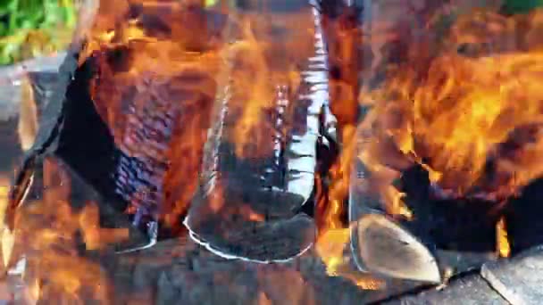 Closeup view of a bonfire flames and burning firewood — Stock Video