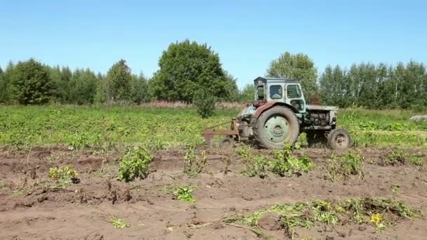 Viejo tractor en el campo de patatas en un día soleado — Vídeo de stock