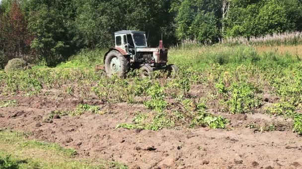 Starý traktor na poli brambor v slunečný den — Stock video
