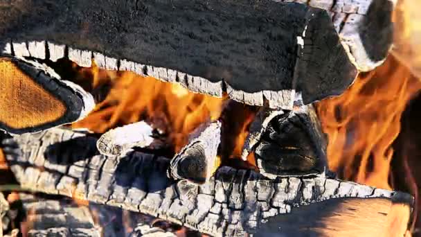Gros plan de bois de chauffage brûlant chaud dans un feu de camp — Video