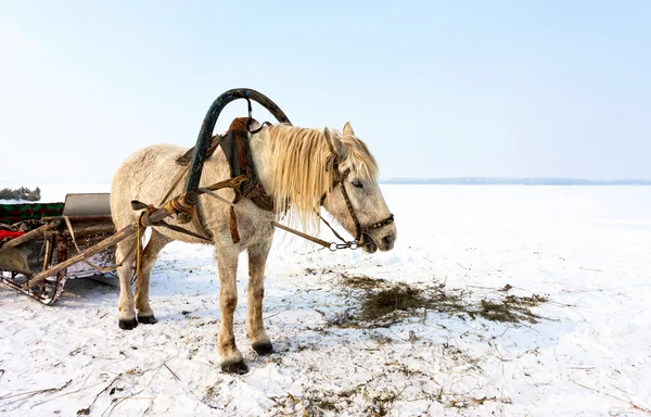 Paard met slee bij de bank van bevroren rivier in de winter — Stockfoto