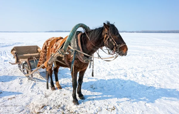 Pferd mit Schlitten am Ufer des zugefrorenen Flusses im Winter — Stockfoto