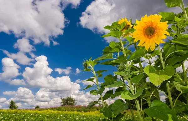 Hermoso paisaje de verano con girasoles y nubes — Foto de Stock