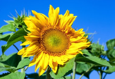 Mavi arka planda güzel sarı ayçiçekleri